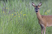 Roe deer (Capreolus capreolus), female in tall grass, Vosges, France