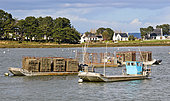 Flat-bottomed boats or barges for harvesting and transporting oyster bags to Saint Armel, Golfe du Morbihan, Southern Brittany, France.