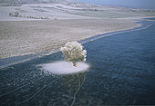 Frosted tree dropping powdery white frost on the black ice of a frozen flooded meadow on the banks of the Seille, Moselle, France