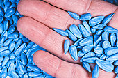 Certified sunflower seed, treated. Treated with "Gaucho" or "Regent" or others, danger for bees.
