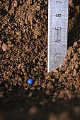 Sowing sugar beet. Control of sowing depth.