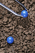Sugar beet seeds, coated with chemical insecticide protection, risk for bees and other insects