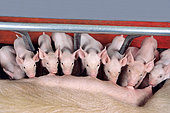 Litter of piglets suckling their mother, caged in the nursery. Industrial pig farming