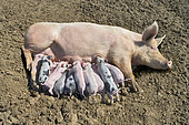 Free-range pig. Sow lying on the ground with a litter of Large White and Pietrain cross piglets suckling.