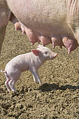 Large White piglet searching for its mother's teats, free-range rearing