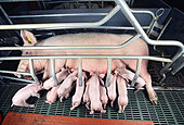 A litter of piglets suckling their mother, a caged sow in the nursery. Industrial pig farming