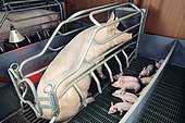 Sow in a holding cage with her piglets. Industrial pig farm.