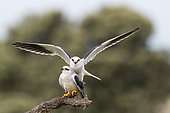 Black-shouldered Kite (Elanus caeruleus) Mating in Spain, Toledo region.