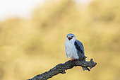 Black-shouldered Kite (Elanus caeruleus) on a branch in Spain, Toledo region.