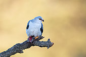 Black-shouldered Kite (Elanus caeruleus) resting on a branch feeding on a mico-mammal in Spain, Toledo region.