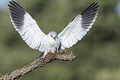 Black-shouldered Kite (Elanus caeruleus) arriving on a tree branch in Spain, Toledo region.