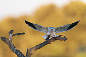 Black-shouldered Kite (Elanus caeruleus) returning from hunting, in flight in Spain, Toledo region.