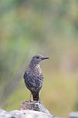 Blue Rock Thrush (Monticola solitarius) female. Toledo region, Spain
