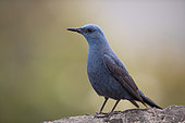 Blue Rock Thrush (Monticola solitarius) male. Toledo region, Spain