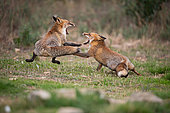 Red fox (Vulpes vulpes) confrontation between two individuals. Toledo region, Spain