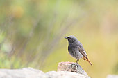 Black Redstart (Phoenicurus ochruros) Adult foraging on rocks. Toledo region, Spain