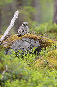 Great grey owl (Strix nebulosa) juvenile, just out of the nest and not yet flying, on a rock in the middle of the Finnish boreal forest. Kuusamo region