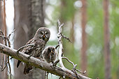 Adult Great Gray Owl (Strix nebulosa) comes with a small mammal to feed a juvenile just out of the nest, not yet flying, in the middle of the Finnish boreal forest. Kuusamo region