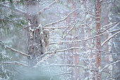 Adult Great Gray Owl (Strix nebulosa) resting on a tree trunk in winter after a snowfall. Kuusamo region, Finland