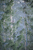 Great Grey Owl (Strix nebulosa) adult resting on a trunk in winter at the edge of a forest. Kuusamo region, Finland