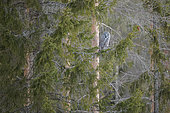 Great Grey Owl (Strix nebulosa) adult resting on a trunk in winter at the edge of a forest. Kuusamo region, Finland