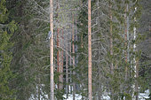 Great Grey Owl (Strix nebulosa) adult resting on a trunk in winter at the edge of a forest. Kuusamo region, Finland