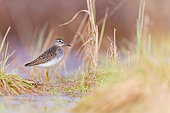 Wood Sandpiper (Tringa glareola) resting at the edge of a small pond in the middle of the Varanger tundra in Norway.