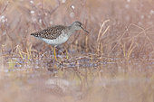 Wood Sandpiper (Tringa glareola) foraging in a small pond on the Varanger tundra, Norway