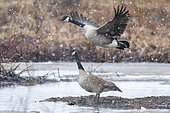 Canada geese (Branta canadensis), Pair of geese taking flight on a thawing marsh, Province of Quebec, Canada