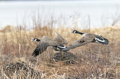 Canada Goose (Branta canadensis), Pair of geese in flight, Province of Quebec, Canada
