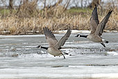 Canada Goose (Branta canadensis), Pair of geese taking flight on a thawing marsh, Province of Quebec, Canada