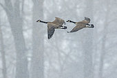 Canada Goose (Branta canadensis) Pair of geese in flight, Province of Quebec, Canada