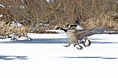 Canada geese (Branta canadensis) Pair of geese landing on a thawing marsh, Province of Quebec, Canada
