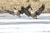Canada geese (Branta canadensis) Pair of geese landing on a thawing marsh, Province of Quebec, Canada