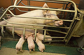 Sow just farrowed in a narrow pen with automatic feeder, piglets can suckle in complete safety. Industrial breeding on slatted floors.