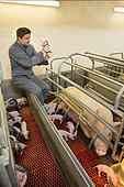 Farmer or technician watching a young piglet after farrowing a sow in a slatted cage.