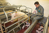 Farmer or technician watching a young piglet after farrowing a sow in a slatted cage.