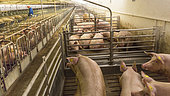 Industrial breeding sows, before insemination, left individual cages