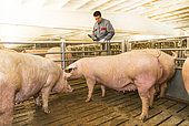Breeder or technician with tablet in hand, monitoring his Landrace breeding sows.