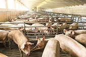 Pigs fattened on a factory farm