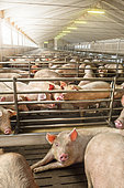 Pigs fattened on a factory farm