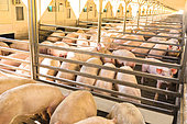 Piglets fattened in small aluminum pens with isolation cages.