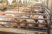 Pigs fattened on a factory farm