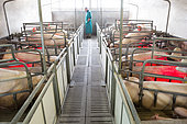 Pig farmer in the middle of his newly farrowed sows in cages.