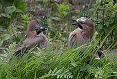 Eurasian Jay (Garrulus glandarius) 2 individuals on the ground in a garden, Vosges du Nord Regional Nature Park, France