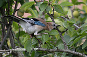 Eurasian Jay (Garrulus glandarius) pilfering plums, Vosges du Nord Regional Nature Park, France