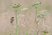Whinchat (Saxicola rubetra) male on an umbellifer, Vosges du Nord Regional Nature Park, France