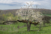 Cherry tree split in two by lightning in spring and regenerating, Vosges du Nord Regional Nature Park, France
