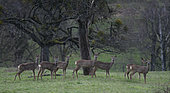 Roe deer (Capreolus capreolus), herd in an orchard in winter, Vosges du Nord Regional Nature Park, France