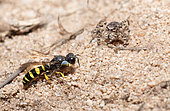 Male Digger wasp (Crabro peltarius) and jumping spider (Sitticus sp), digital composition, Vosges du Nord Regional Nature Park, France